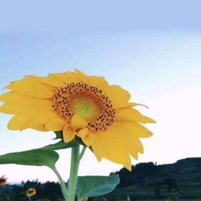 走好全媒体时代群众路线的党报样本——人民日报“读者点题·共同关注”栏目评析